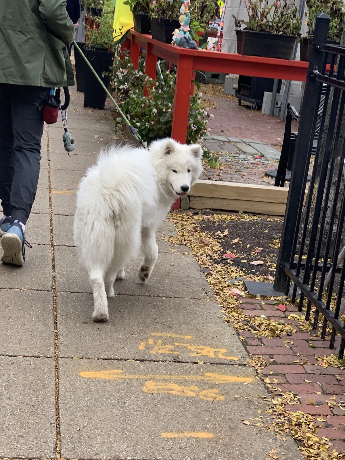 A samoyed turns to look at you as you walk down the street.