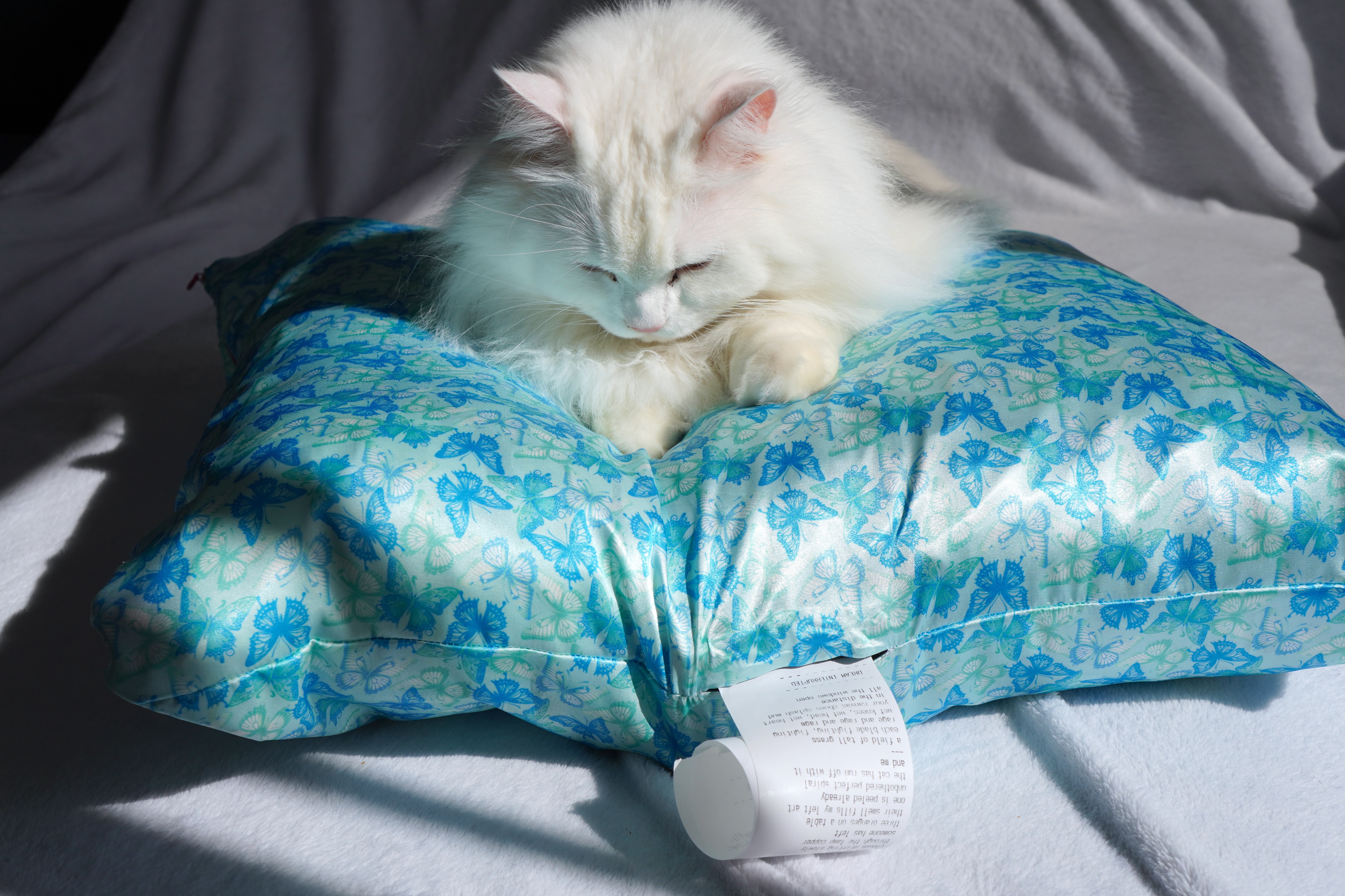 Briefly, Butterfly Dreams with visitor